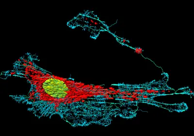 Image of fibroblast cell with nuclei (yellow), mitochondria (red)<br >, and microfilaments (blue).